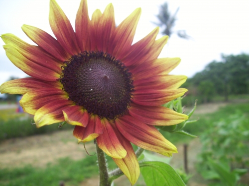 椰林花園